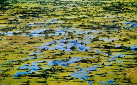 Marshes-in-Okavango-Delta-007